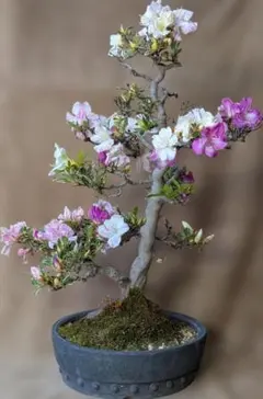 樹高12㎝ 極太！庭藤 岩藤 小品 盆栽 真柏 黒松 五葉松 紫陽花 薔薇