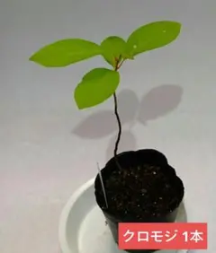 【苗のみ】クロモジ　苗　つまようじの木　1本のサムネイル