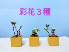 2026年最新】さつき盆栽用鉢の人気アイテム - メルカリ