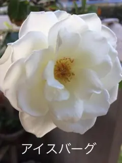 ふらわーcmy✳︎( ⁎ᵕᴗᵕ⁎ )様専用 アイスバーグ バラの苗
