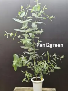 ma na様 リクエスト 2点 まとめ商品