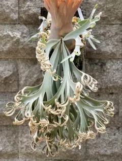 P.willinckii Frosty Maiden Spore 201 - メルカリ