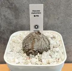 SASUKE☀︎WHITE アフリカ亀甲竜　塊根幅約4.5cm 鉢ごと発送 SASUKE☀︎WHITE アフリカ亀甲竜 塊根幅4.8cm 鉢ごと発送 - メルカリ