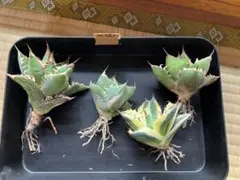 アガベ　華厳　9株セット❗　① アガベ 4株セット① - メルカリ