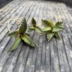 2026年最新】レッドキャットウィーズルの人気アイテム - メルカリ