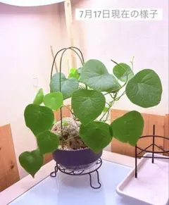 良株◾️ステファニアスベローサStephania suberosa◾️塊根部11cm