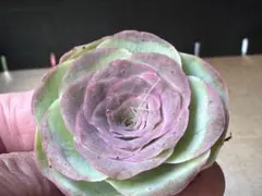 お*様様 No.c81グリーノビア　若画　アエオニウム　多肉植物撮影11月25