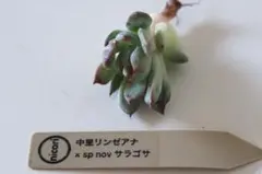 中里リンゼアナx spnov ザラゴサ　ザラゴーサspノバ　カキコ4️⃣