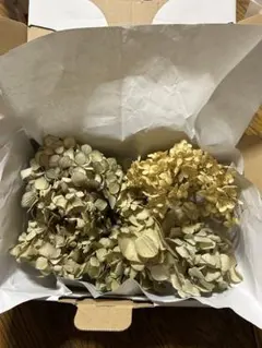 ドライフラワー ベージュ束アナベル①