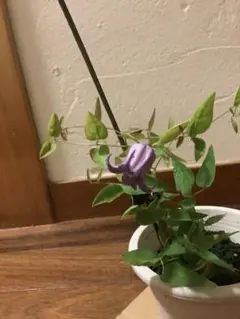 開花ホヤ カルノーサ スージーQ【現品・吊鉢タグ付・メルカリ便