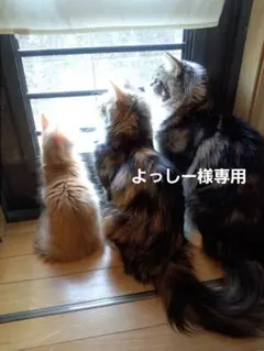 よっしー様専用です♪︎