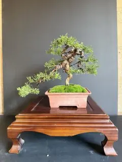 2025年最新】盆栽の人気アイテム - メルカリ