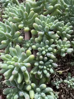 ともちん様 リクエスト 3点 まとめ商品