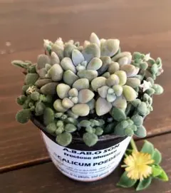 そのまま飾れます　多肉　サボテン　寄せ植え　育て方メモつき❤️のサムネイル