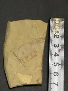 ラディオドンタ類の触手化石 アノマロカリス 澄江動物群 ラディオドンタ類の触手化石 アノマロカリス 澄江動物群 - メルカリ