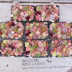 多肉植物 寄せ植えセット♡756のサムネイル