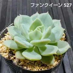 ファンクイーン 641 エケベリア 多肉植物 抜き苗 - メルカリ