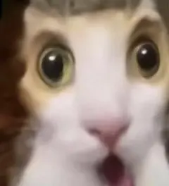 専用