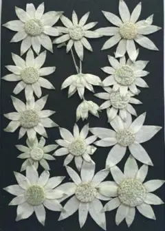 岡ちゃん様 リクエスト 2点 まとめ商品