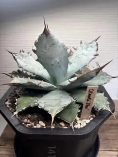 チタノタ ブルー 大株 直径20cm 7号鉢 現品 チタノタ ブルー 大株 直径20cm 7号鉢 現品 - メルカリ