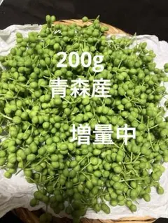 採りたて迅速発送！花山椒 新鮮摘みたて 200g 迅速発送！天然山椒の実 新鮮摘みたて 250g以上 - メルカリ