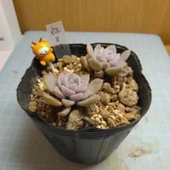 のんのん様 リクエスト 2点 まとめ商品