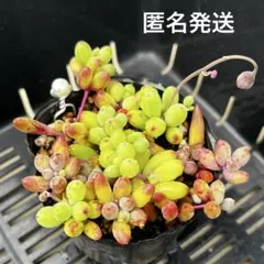 ミルクのママ様 リクエスト 3点 まとめ商品