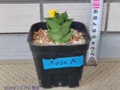 サンスベリア Sansevieria Pathumma Green A - メルカリ
