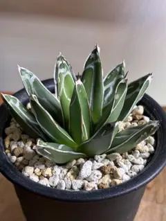 2025年最新】児玉姫笹の雪の人気アイテム - メルカリ