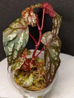 Begonia sp. from North Toraja 原種ベゴニア 青光り - メルカリ