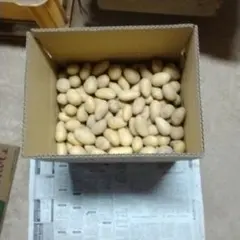 나가사키현 미나미시마산 뉴 포테이토 메이 퀸 2S, 9, 8kg