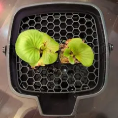 ビカクシダ リドレイ 胞子培養株 2株セットのサムネイル