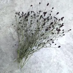 ドライフラワー　ワレモコウ　吾亦紅　花材