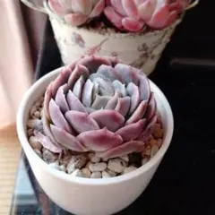 りりー様 リクエスト 2点 まとめ商品