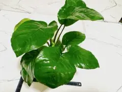 かずのひこ様 リクエスト 2点 まとめ商品