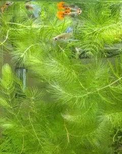【無農薬】 マツモ 10本 15cm 浮き草 メダカ キンギョモ 産卵床のサムネイル