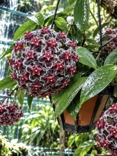 ホヤ　ロイヤルハワイアンパープル　サクララン　多肉植物
