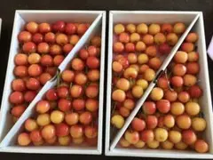 さくら様専用　山形県産さくらんぼ（大将錦）超訳あり　⑧⑨