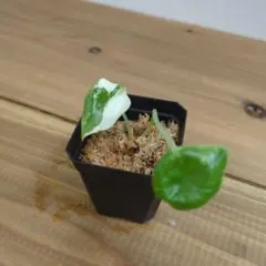 1 Alocasia Meloのサムネイル