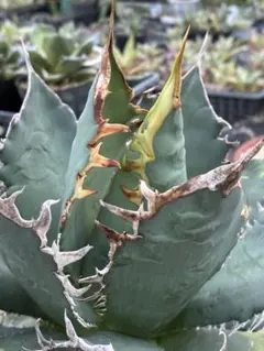 Agave oteroi seedling（SKY実生） - メルカリ