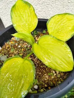 uepon様 リクエスト 6点 まとめ商品　まとめ値引き済です。