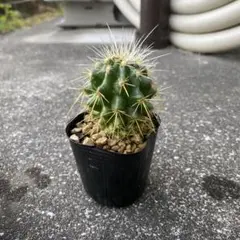 2025年最新】金鯱 サボテンの人気アイテム - メルカリ