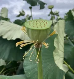 蓮の実 食用でも種でも^ ^ - メルカリ