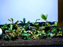 《激美》ブセファランドラ『不確定種１８株』溶岩石活着株