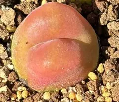 Melotty20様 リクエスト 2点 まとめ商品