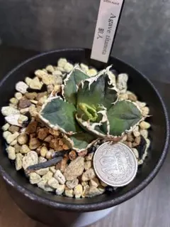 2026年最新】アガベ チタノタ 狼人の人気アイテム - メルカリ