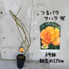 山草花太郎様 リクエスト 2点 まとめ商品