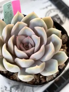 2026年最新】メキシコポルデンシスの人気アイテム - メルカリ