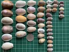 天然　宝貝アソート