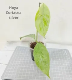 赤りんご様 リクエスト 2点 まとめ商品